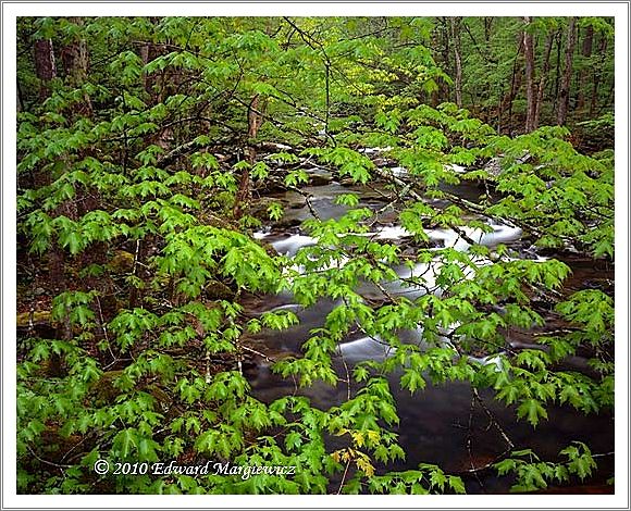 450732   Big Creek through new foliage